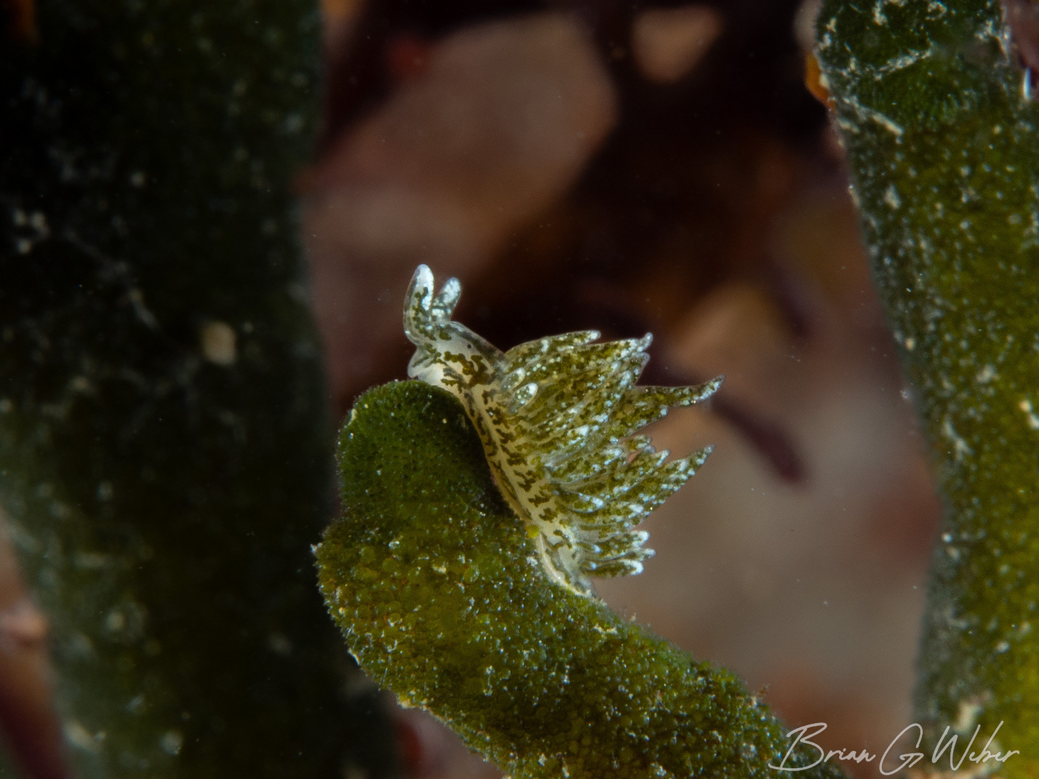 My December Underwater