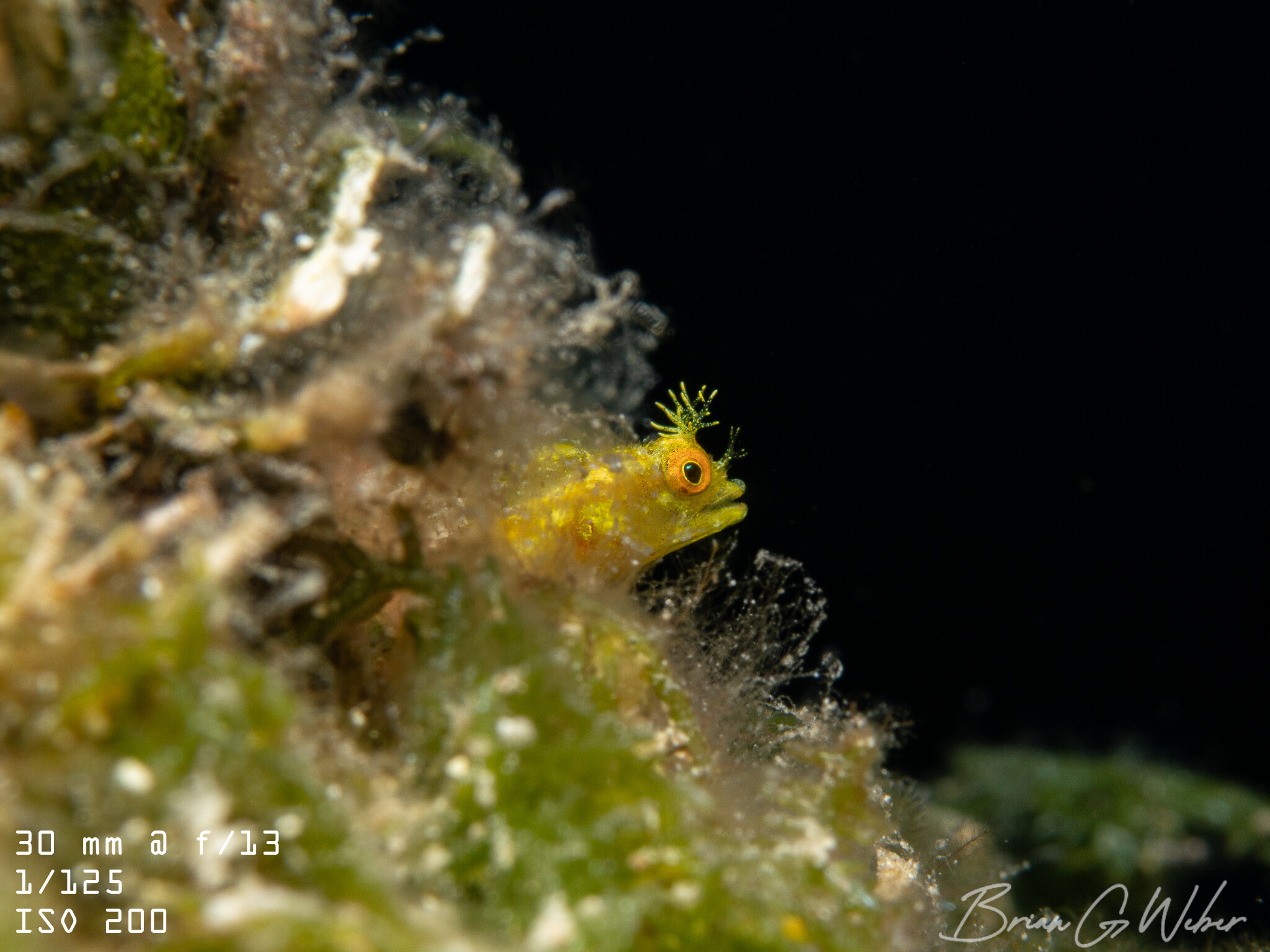 My February Underwater