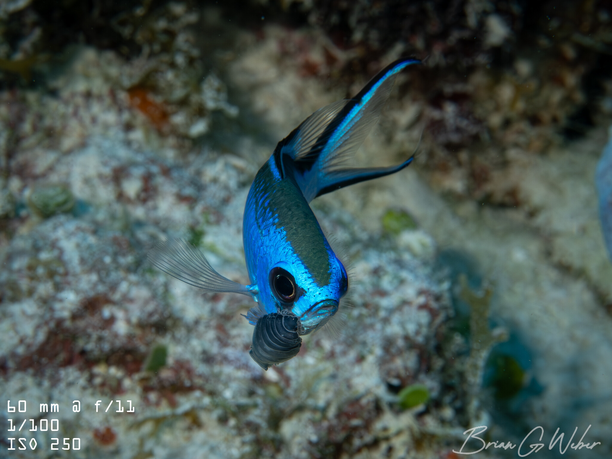 Trip Report - Bahamas Aggressor II
