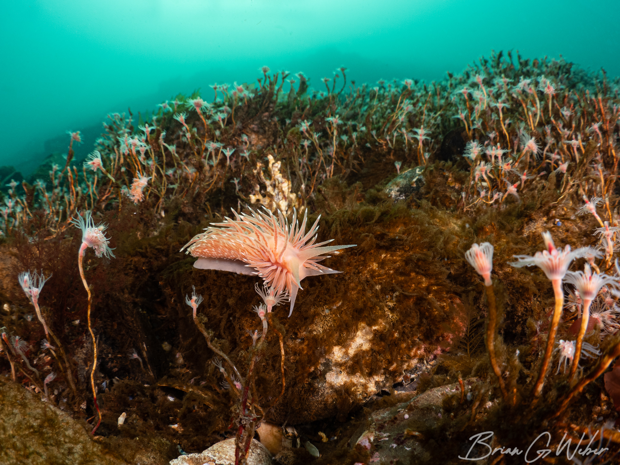 My March Underwater