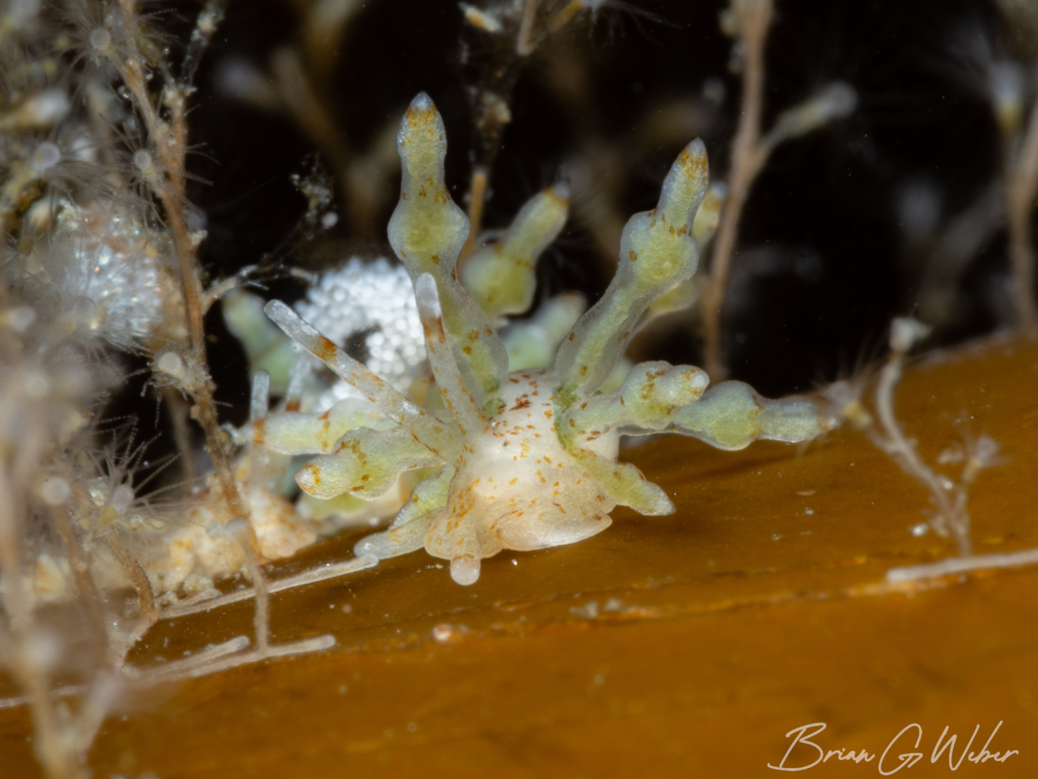 My July Underwater