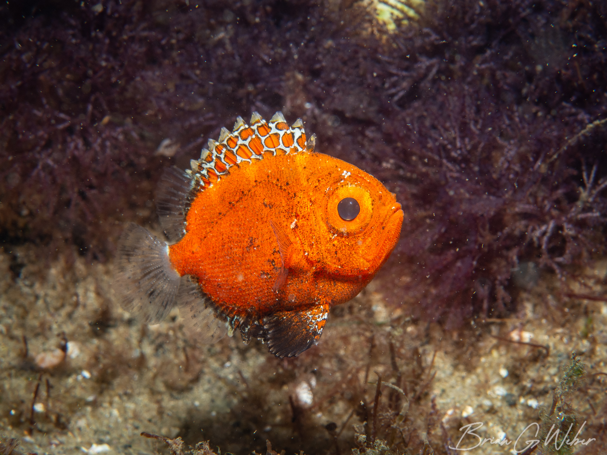 My September Underwater