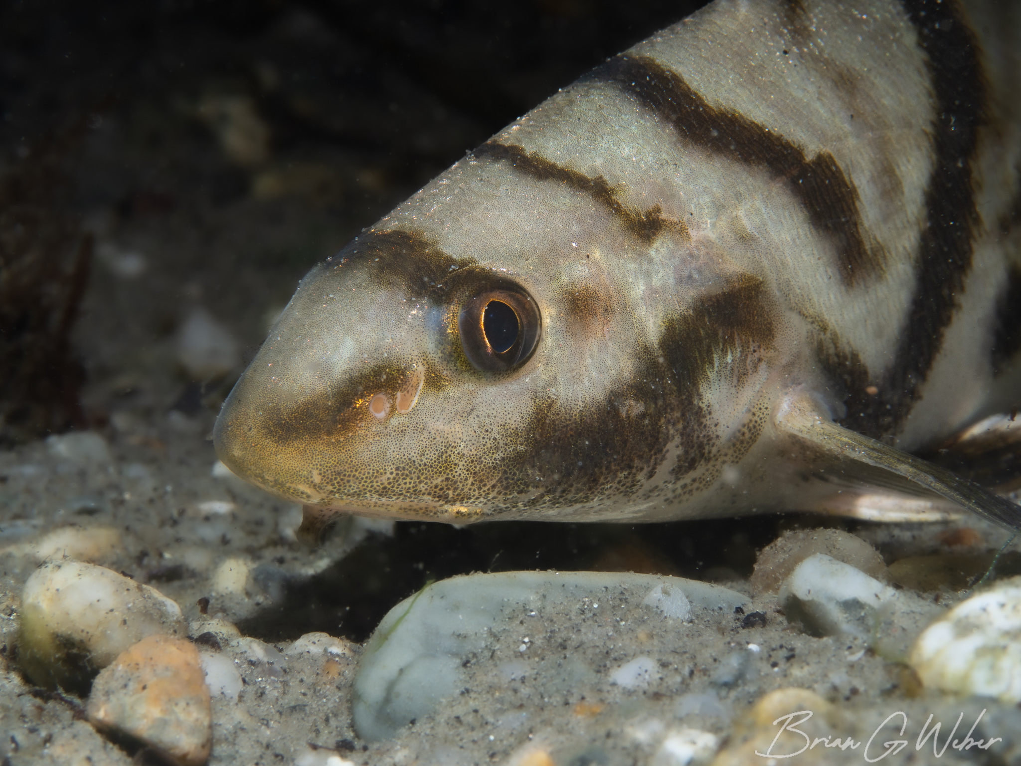 My October Underwater