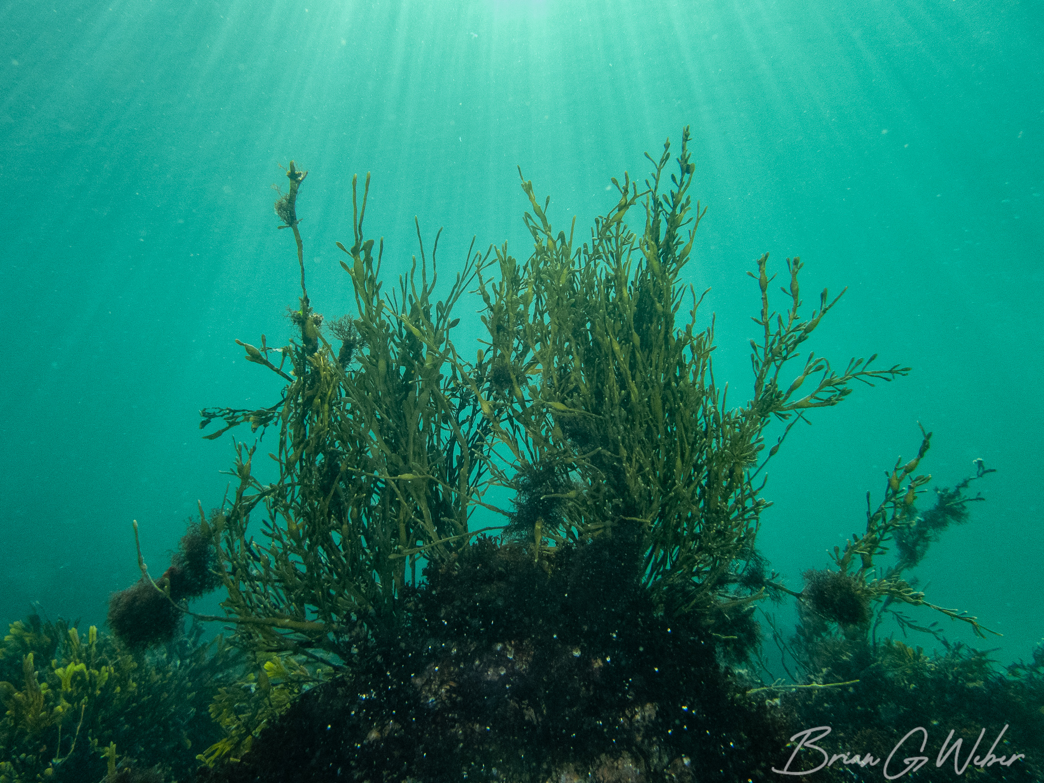 My December Underwater