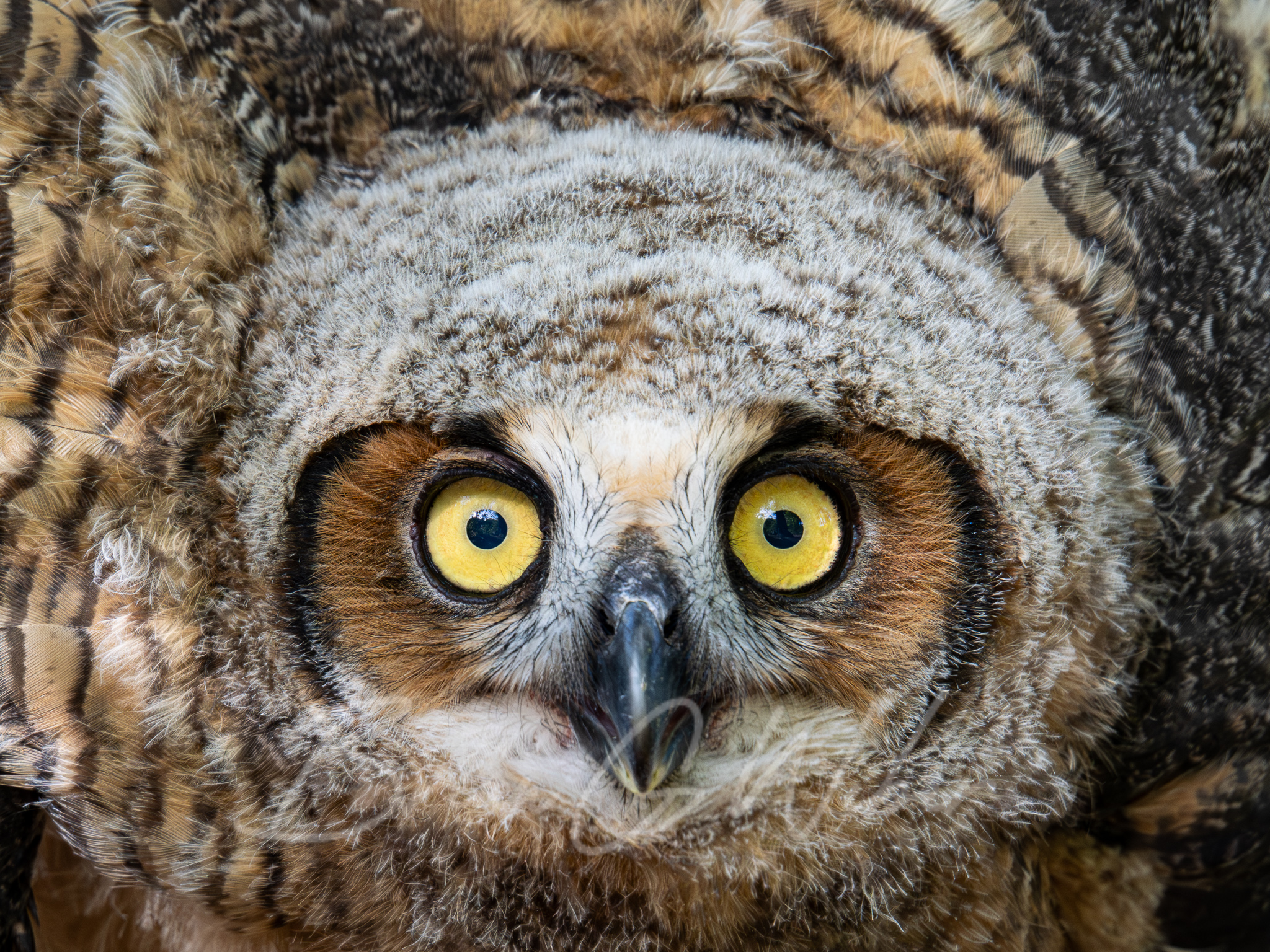 Great Horned Owl Encounter