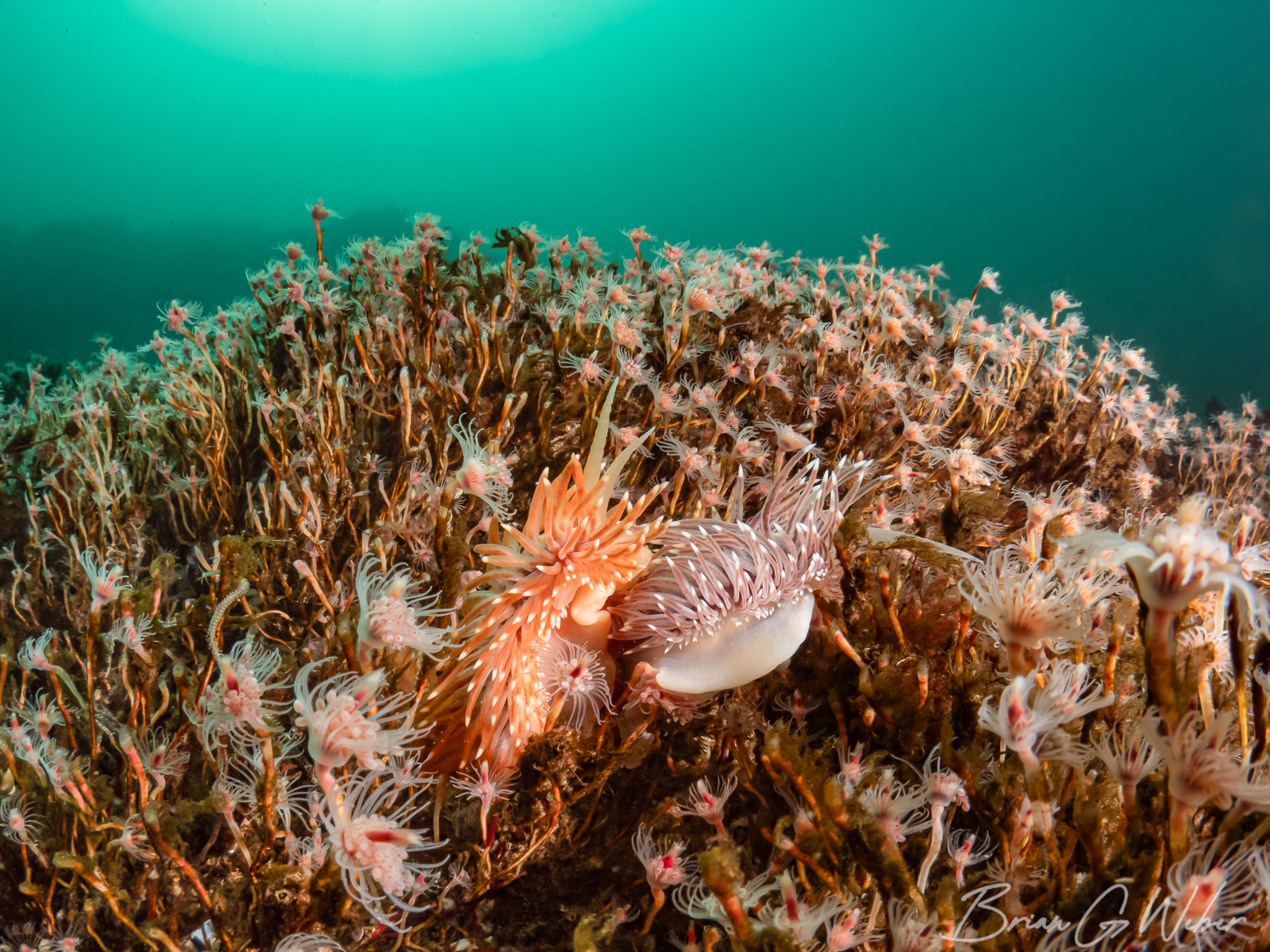 Learning Fisheye Photography