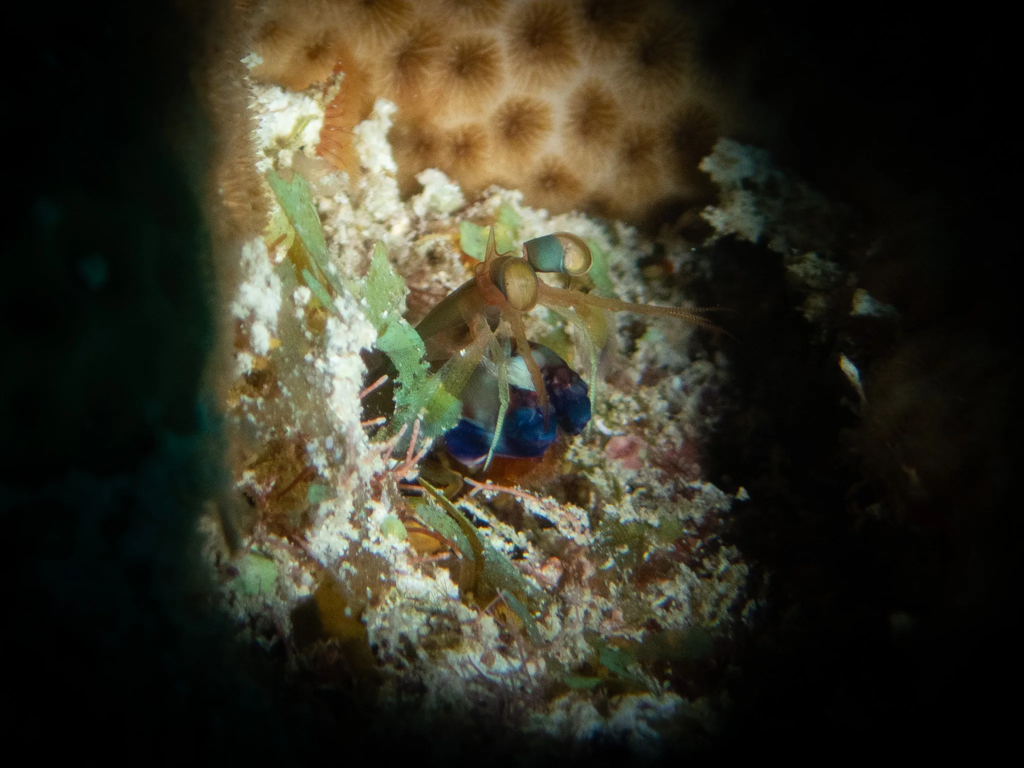 Dark Mantis Shrimp