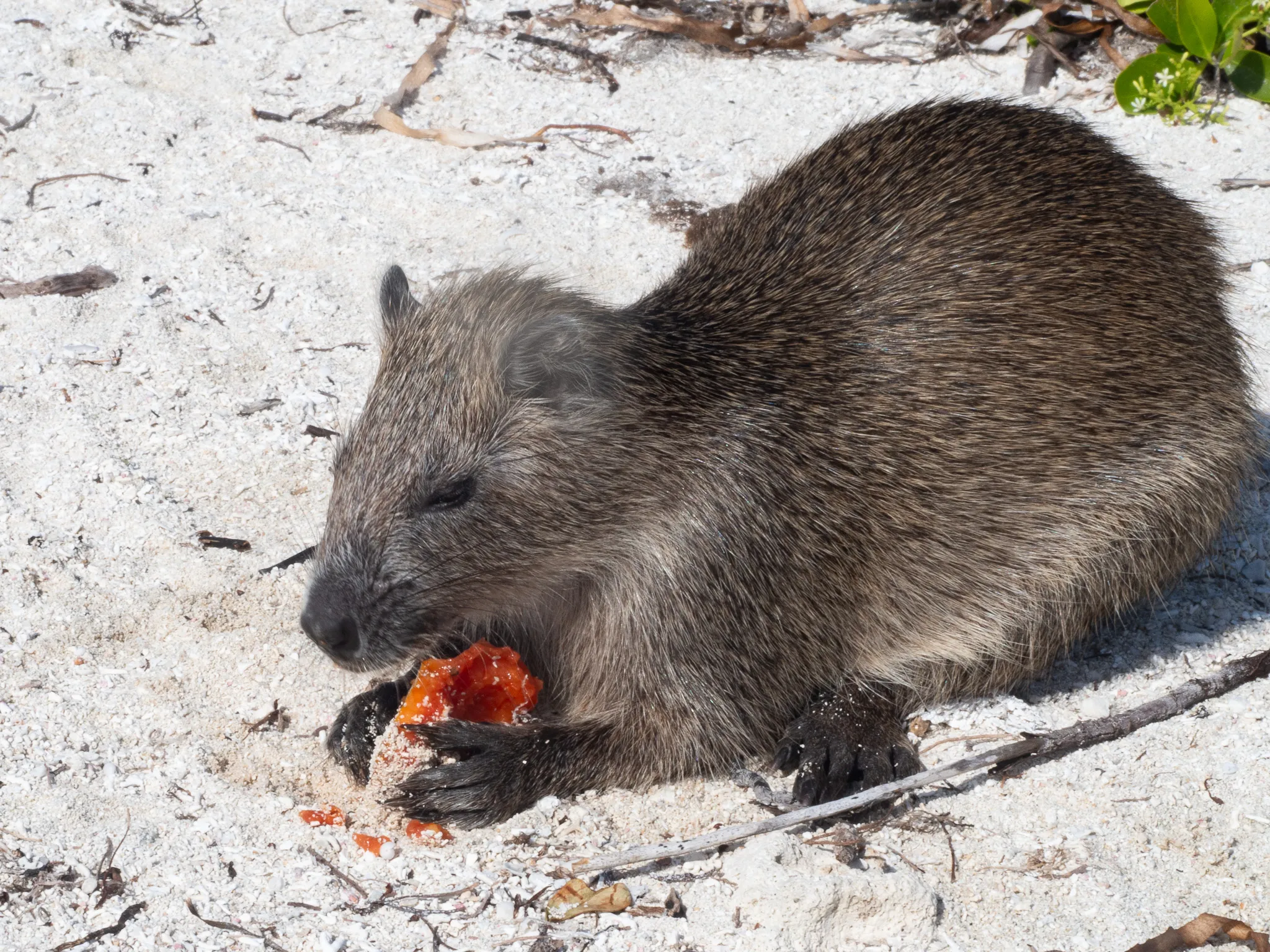 Feeding the hutias, iguanas, and hermit crabs