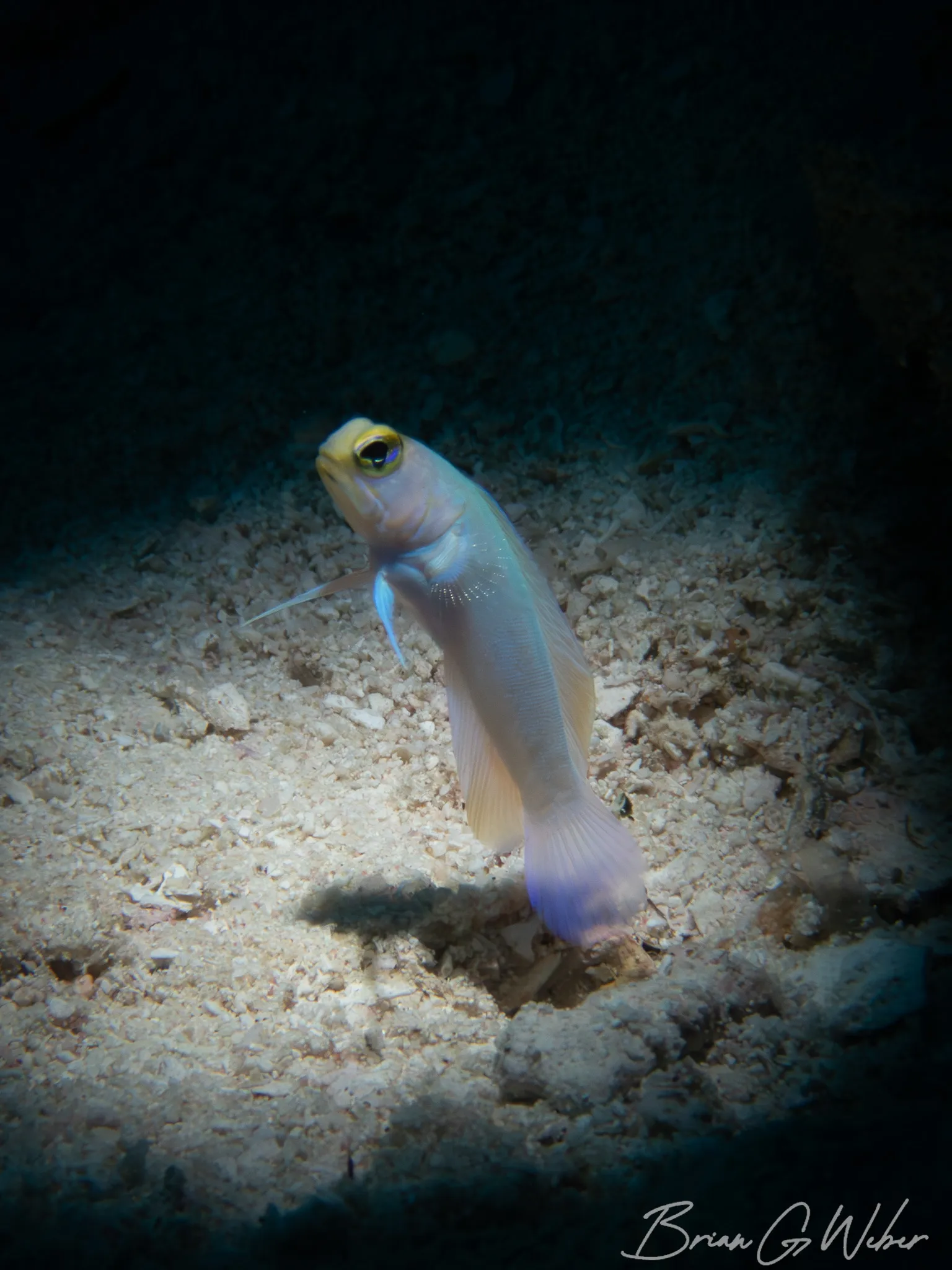 Yellowhead Jawfish