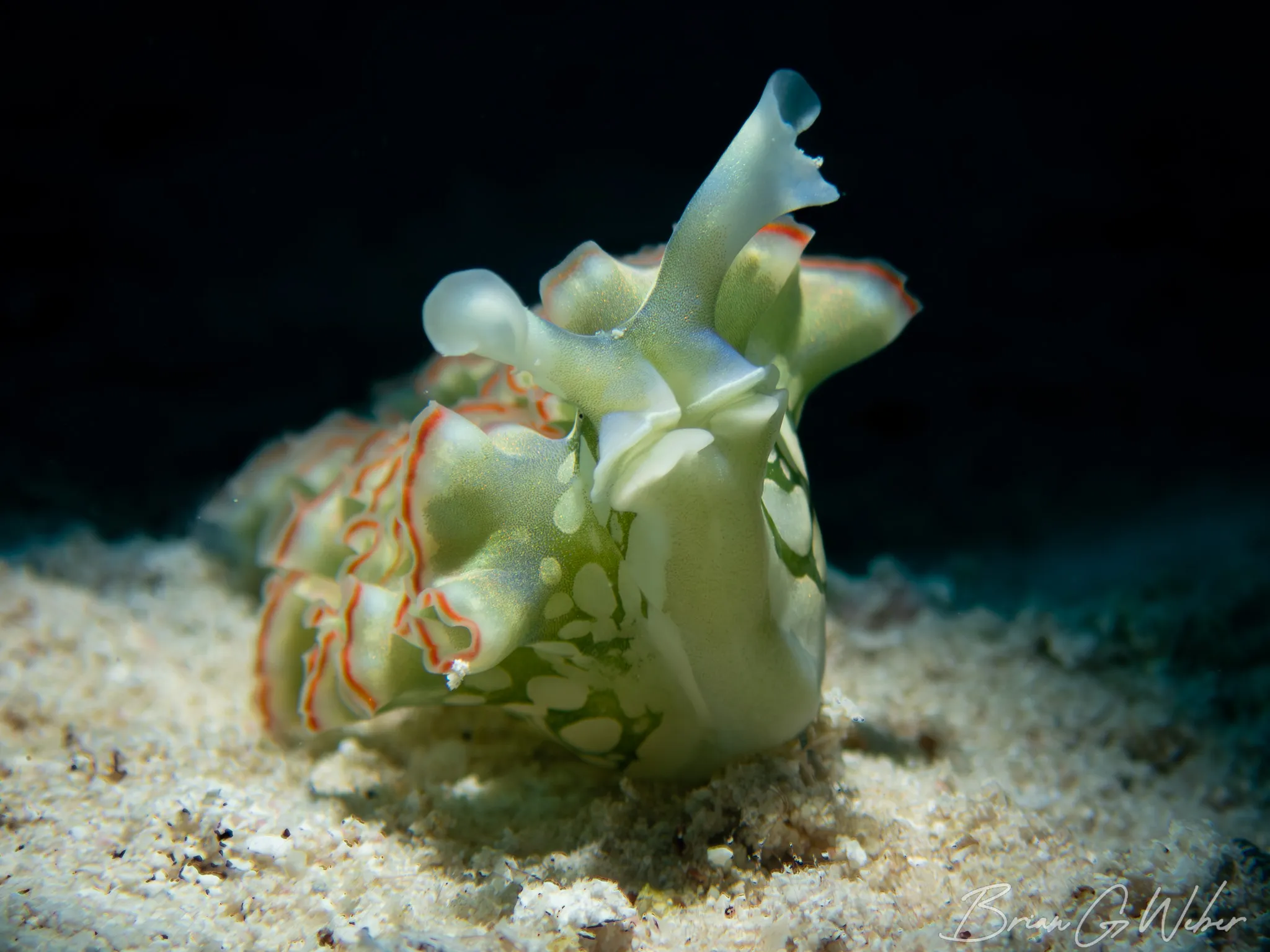 Lettuce Leaf Slug