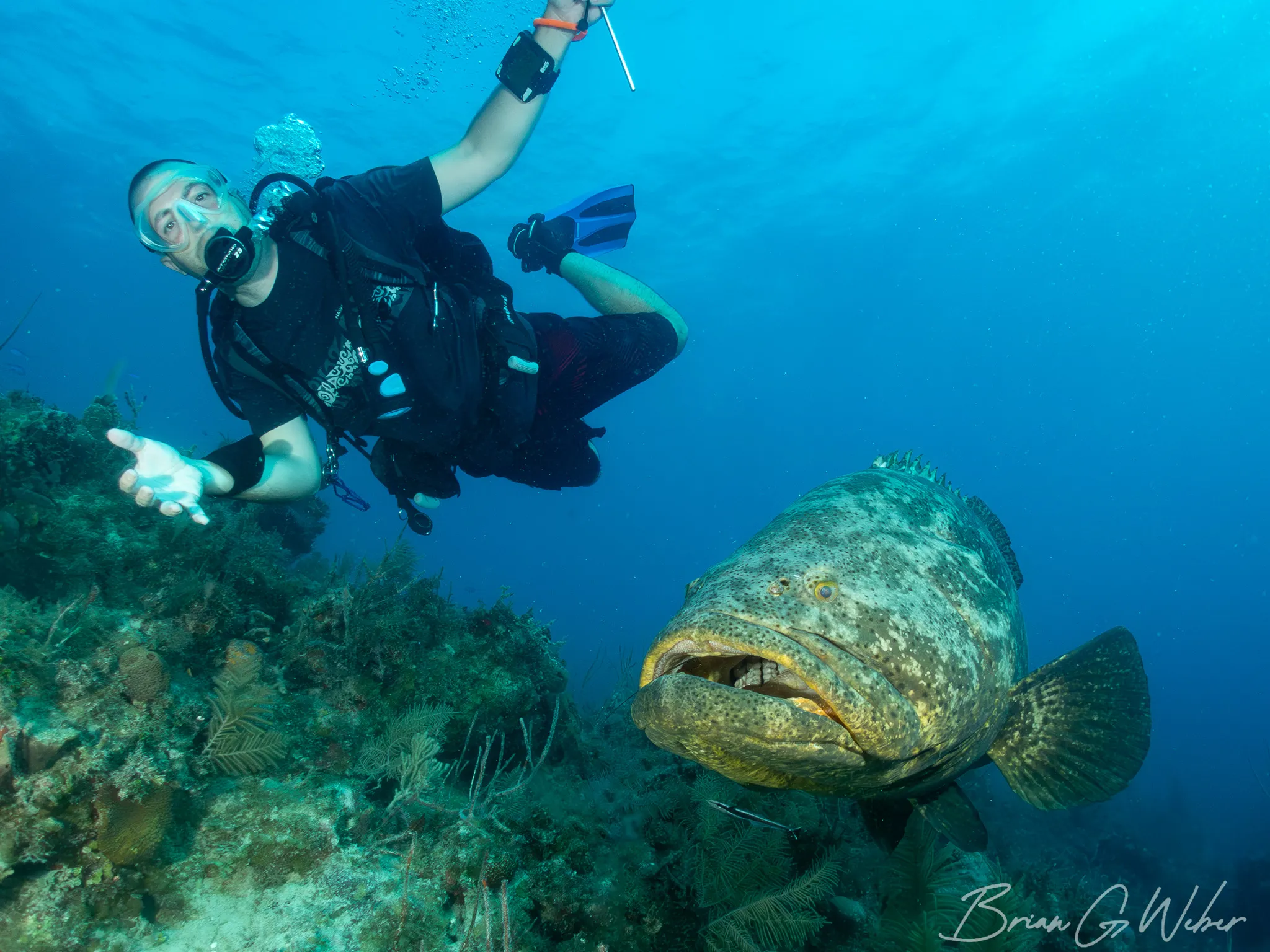 Lola the goliath grouper