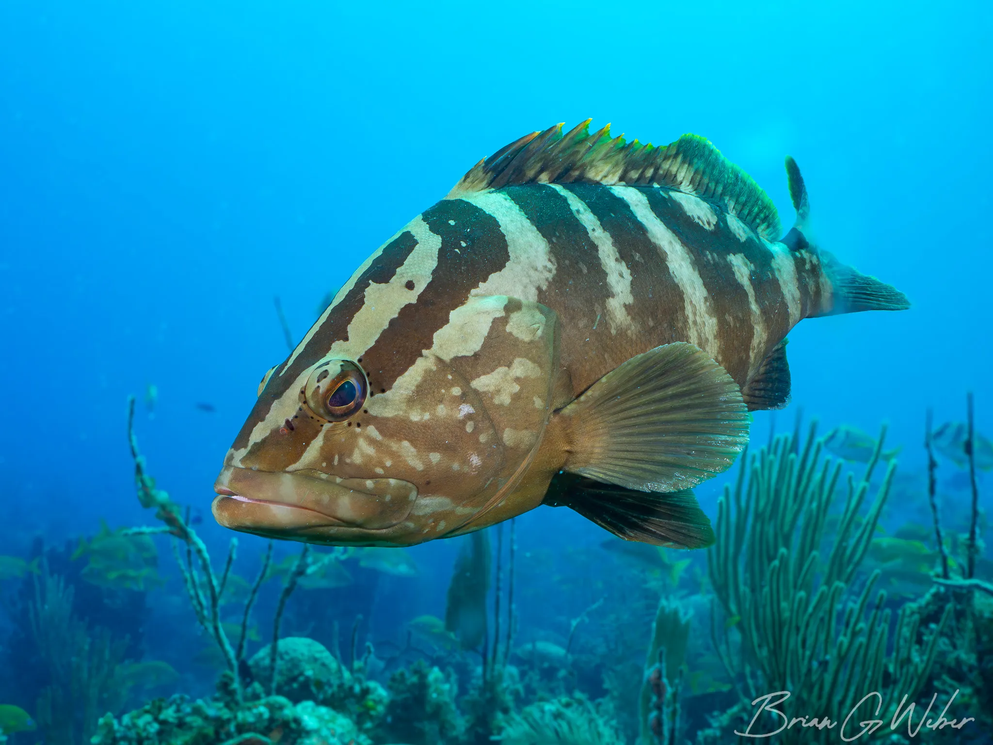 Friendly nassau grouper coming in for a look