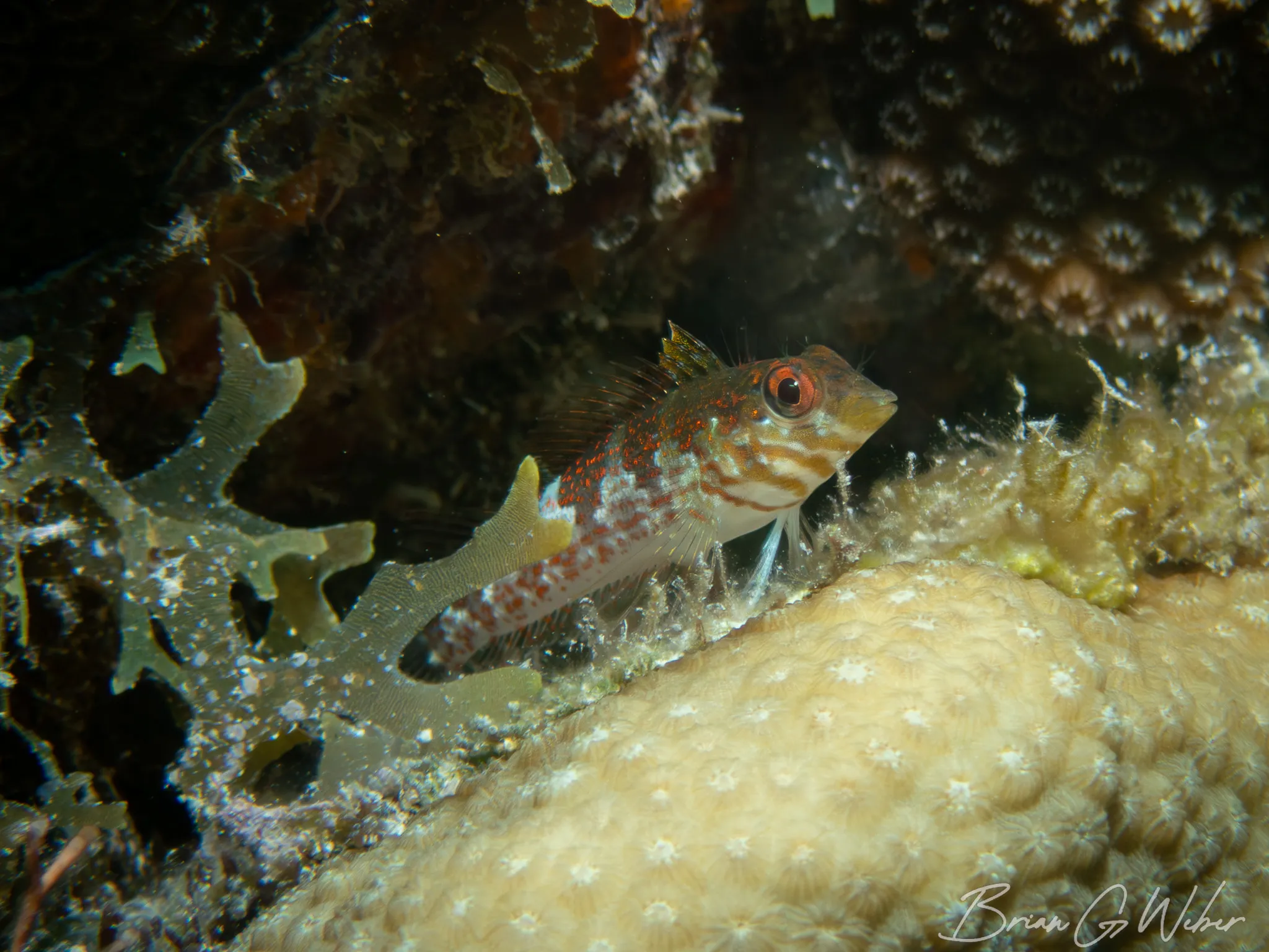 Saddled blenny