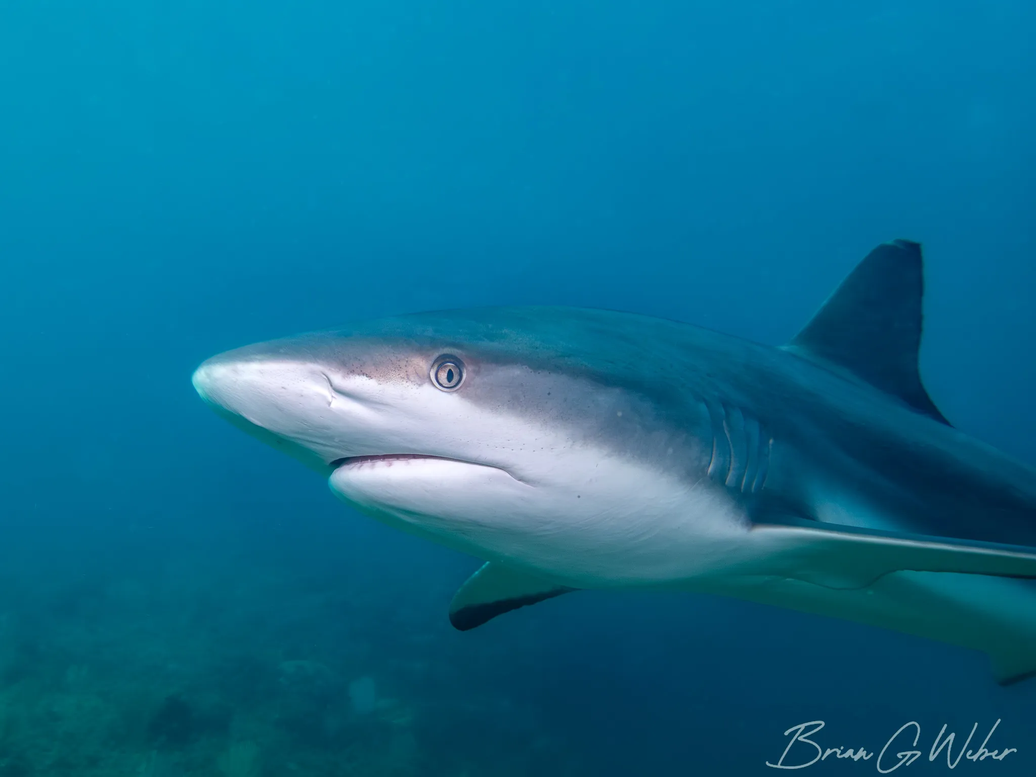 Caribbean reef shark in close