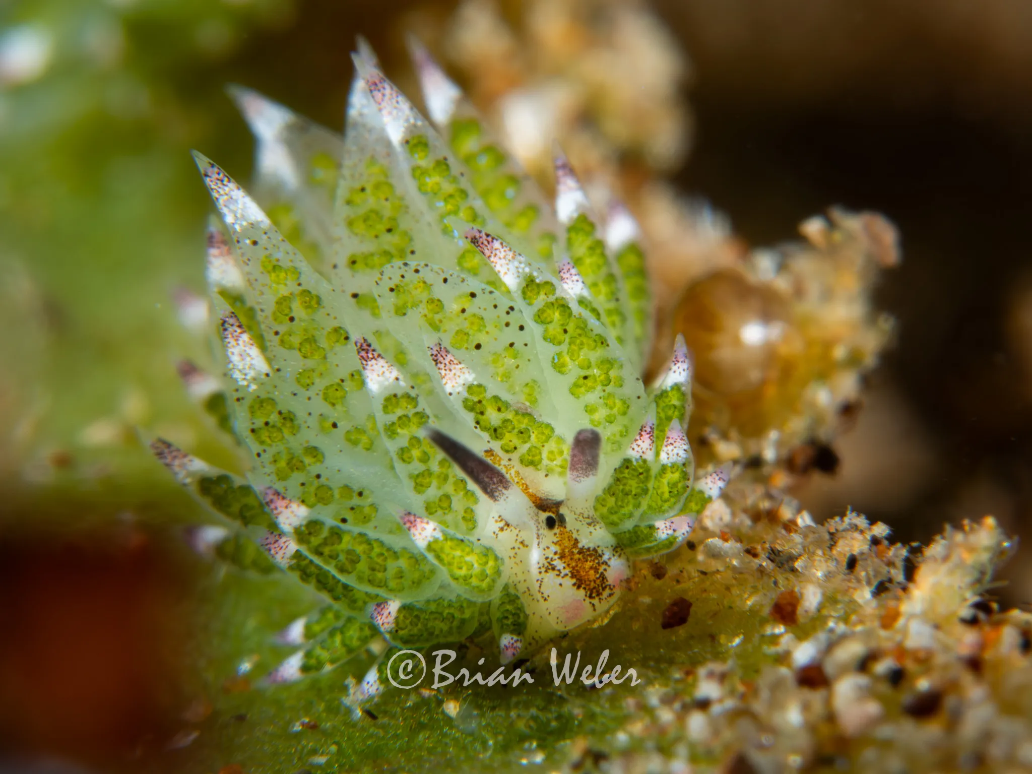 Shaun the Sheep nudibranch