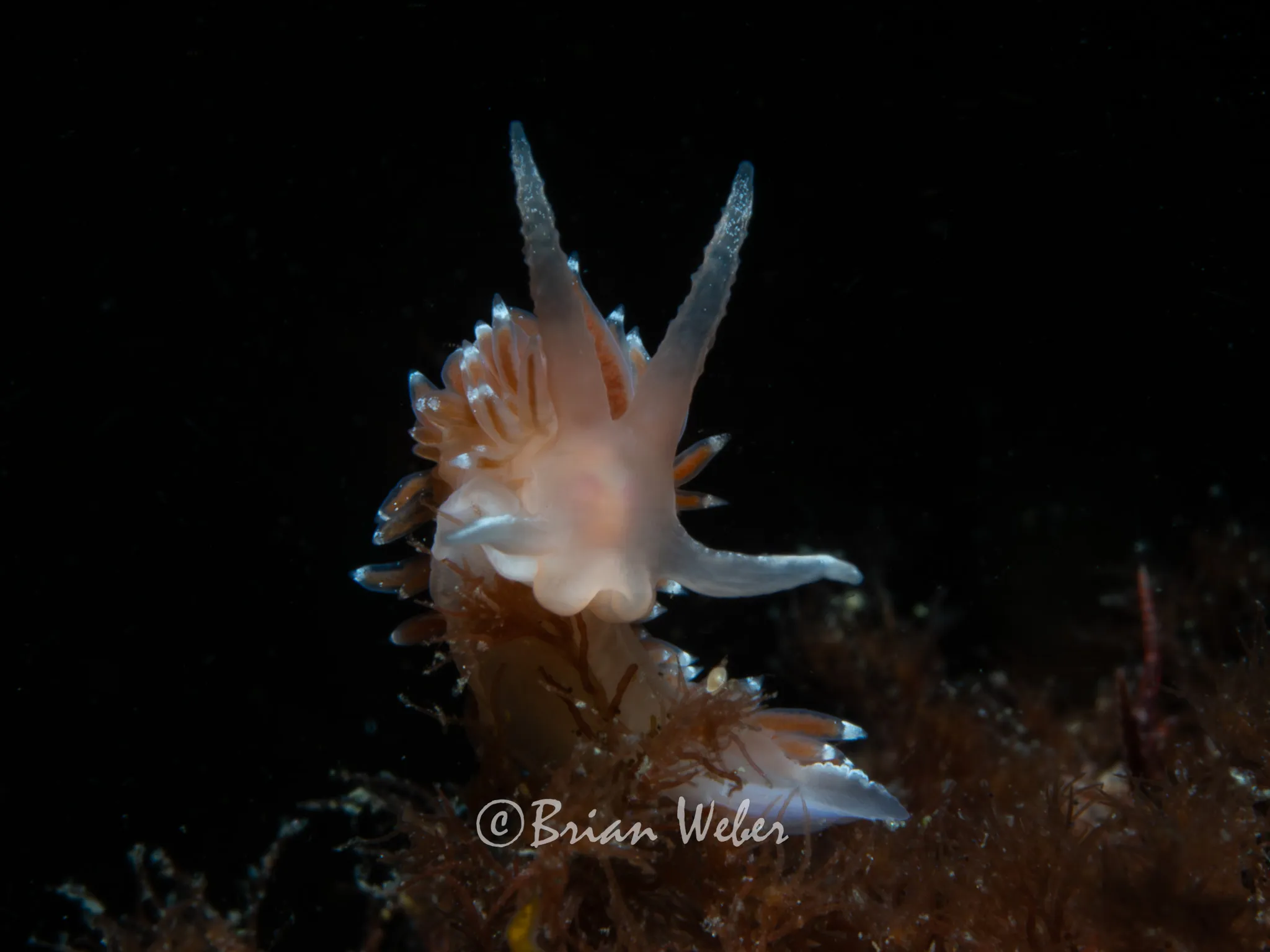 Flabellina verrucosa with snoot