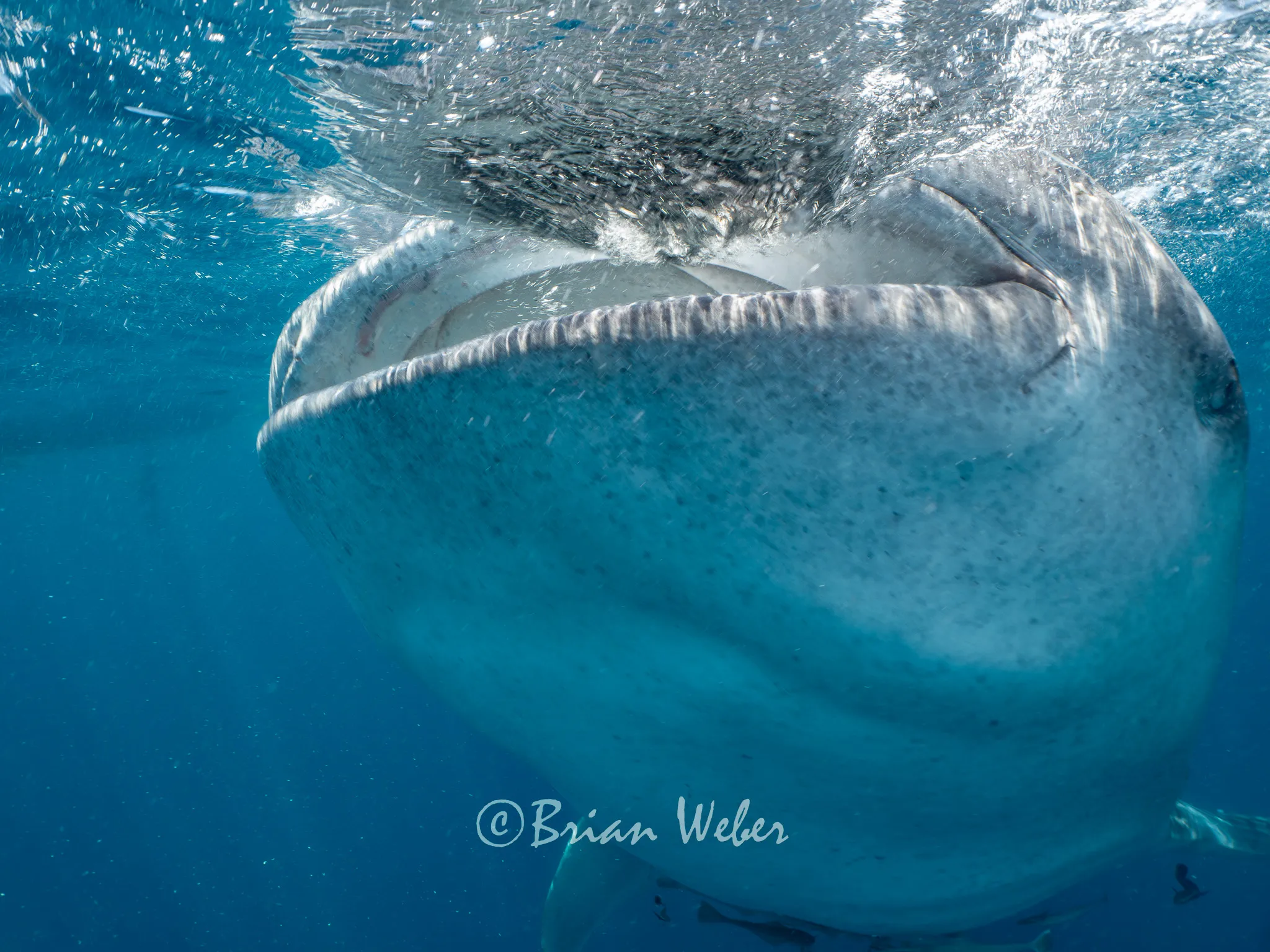 Whale shark wide angle